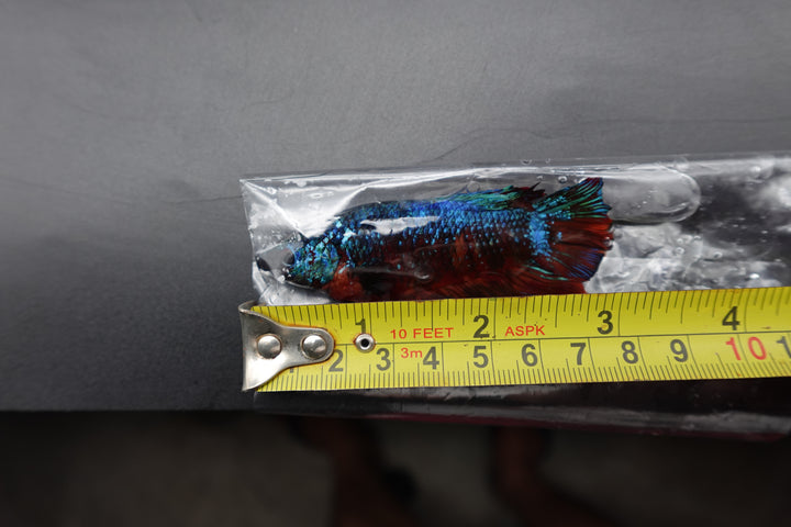 Rare Giant Galaxy Fire Betta Fish