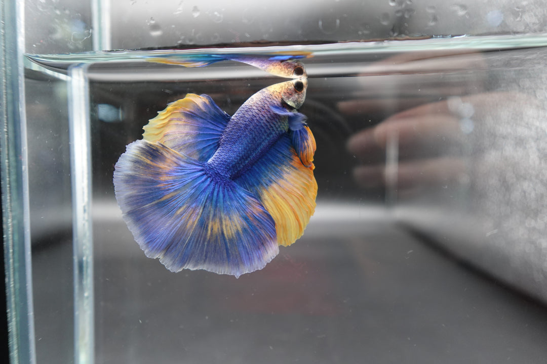 Halfmoon Blue Mustard Betta Fish