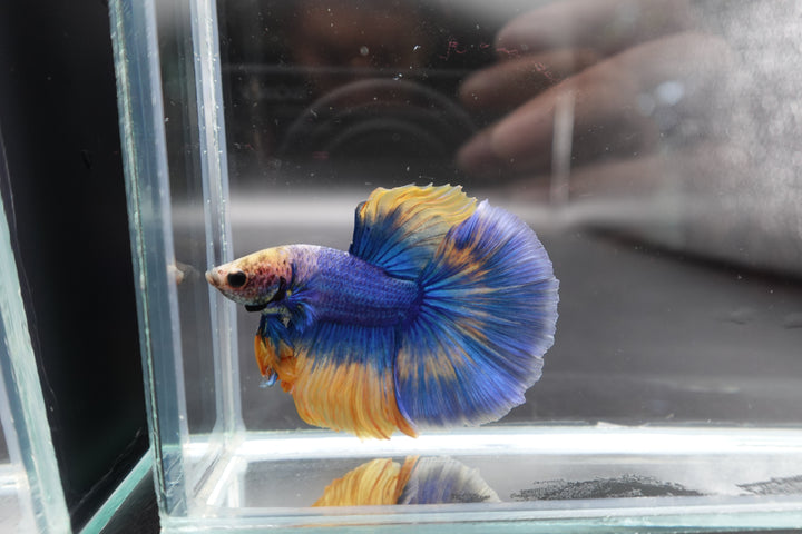 Halfmoon Blue Mustard Betta Fish