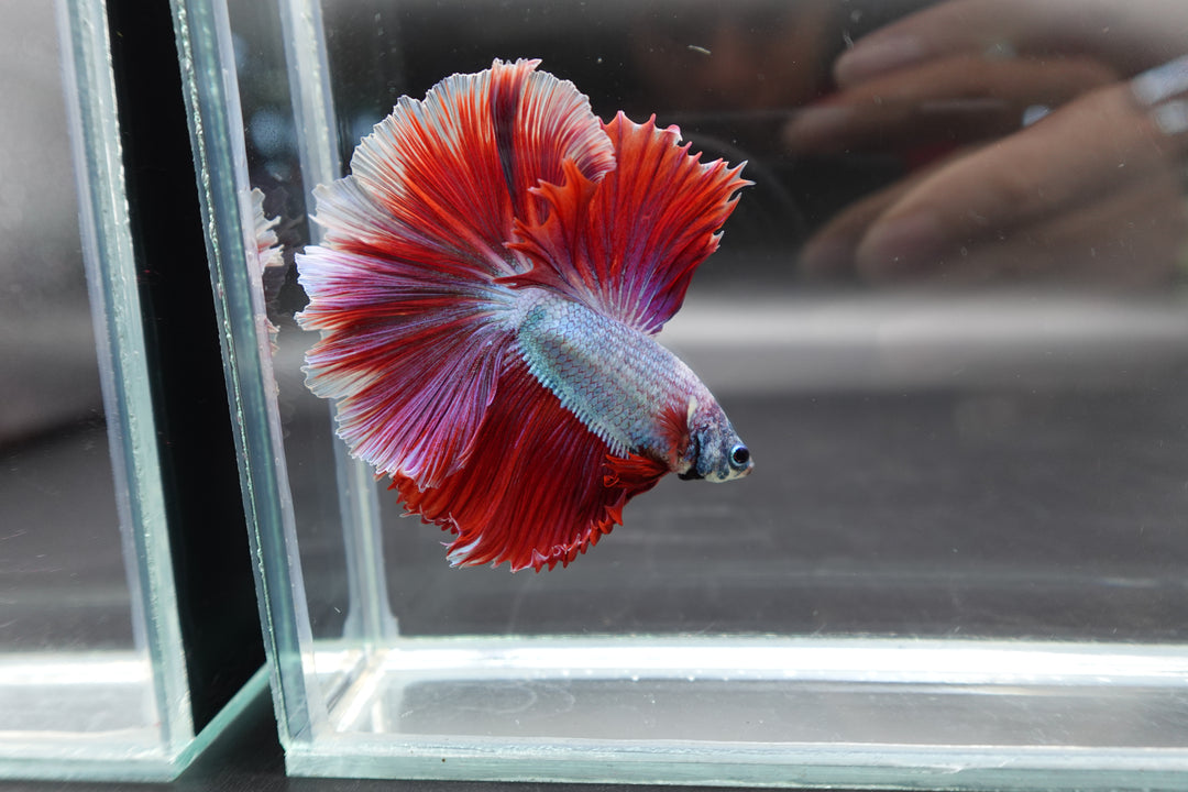 Halfmoon Red Dragon Betta Fish