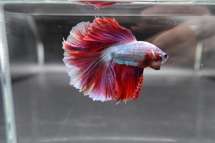 Halfmoon Red Dragon Betta Fish