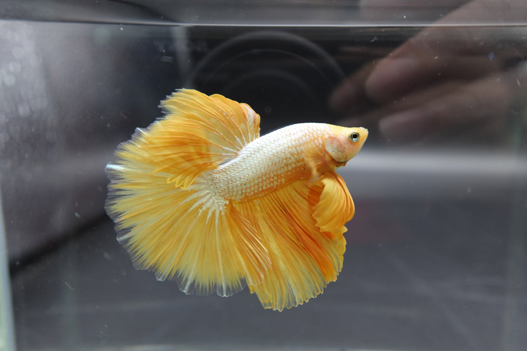 Halfmoon Yellow Betta Fish