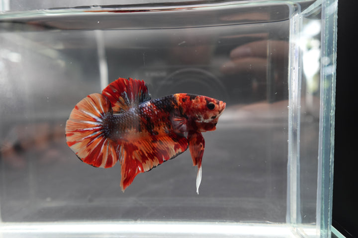 Rare Giant Multicolors Betta Fish