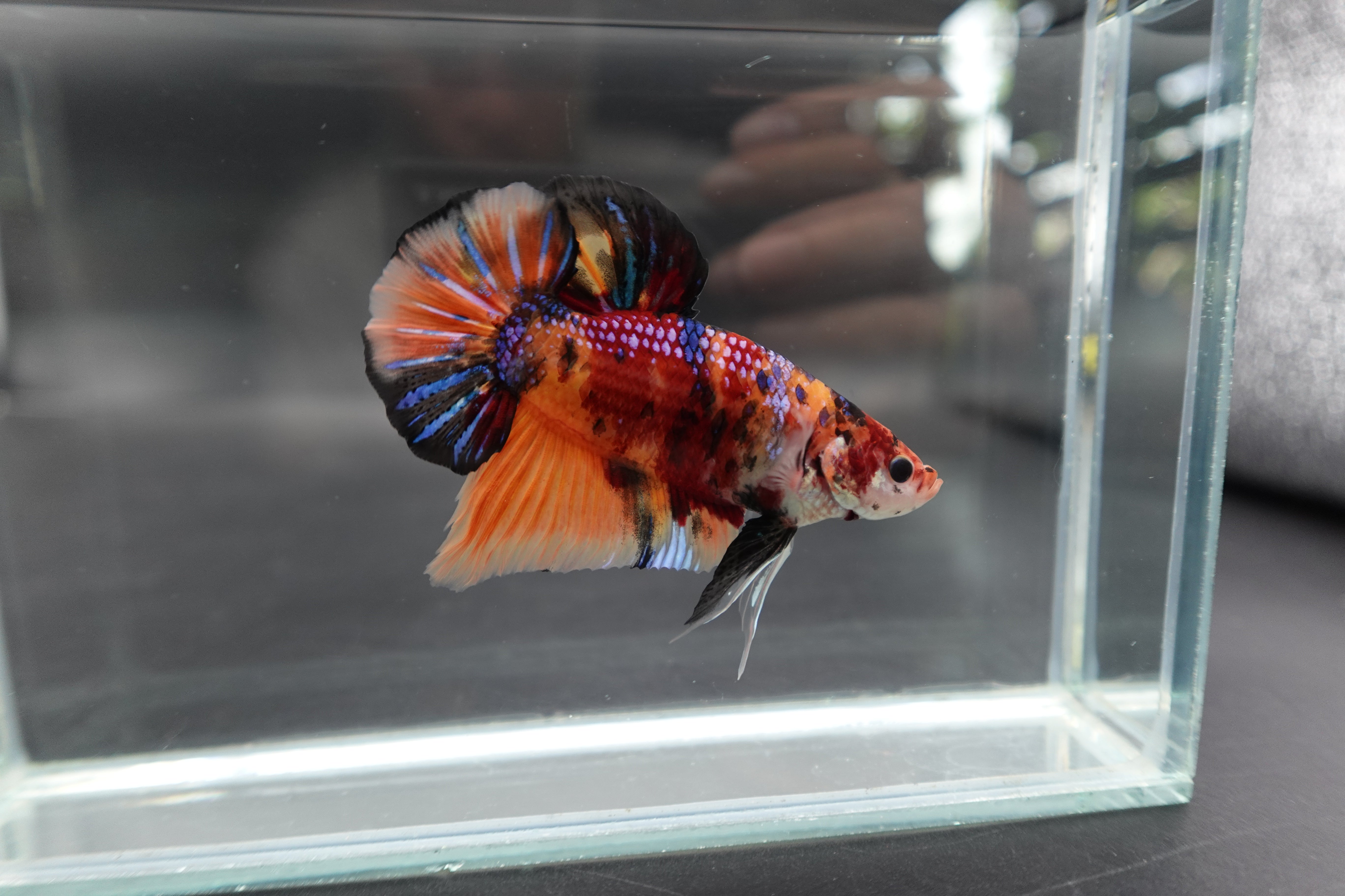 Rare Giant Multicolors Betta Fish