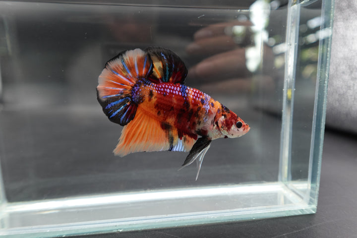 Rare Giant Multicolors Betta Fish