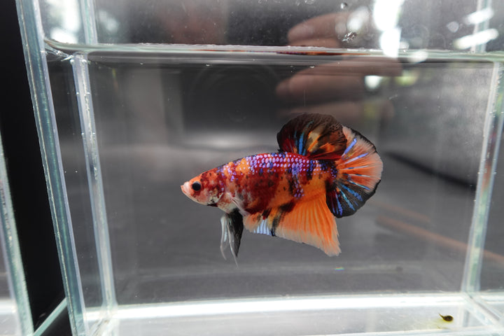 Rare Giant Multicolors Betta Fish