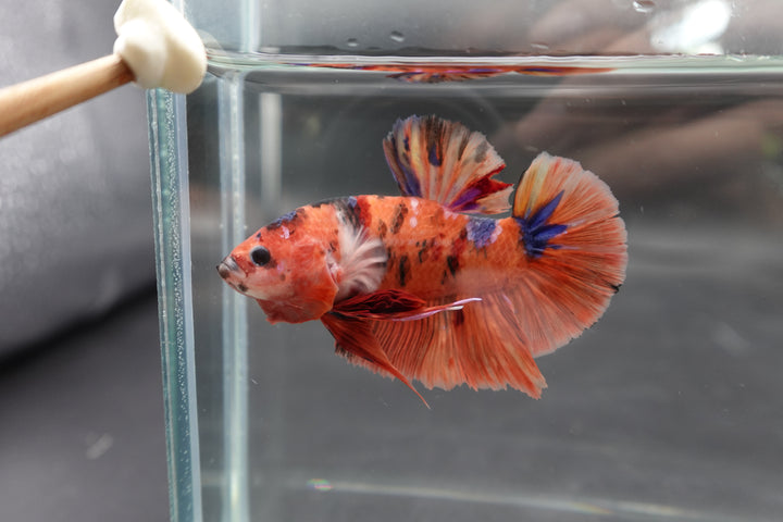 Rare Giant Multicolors Betta Fish