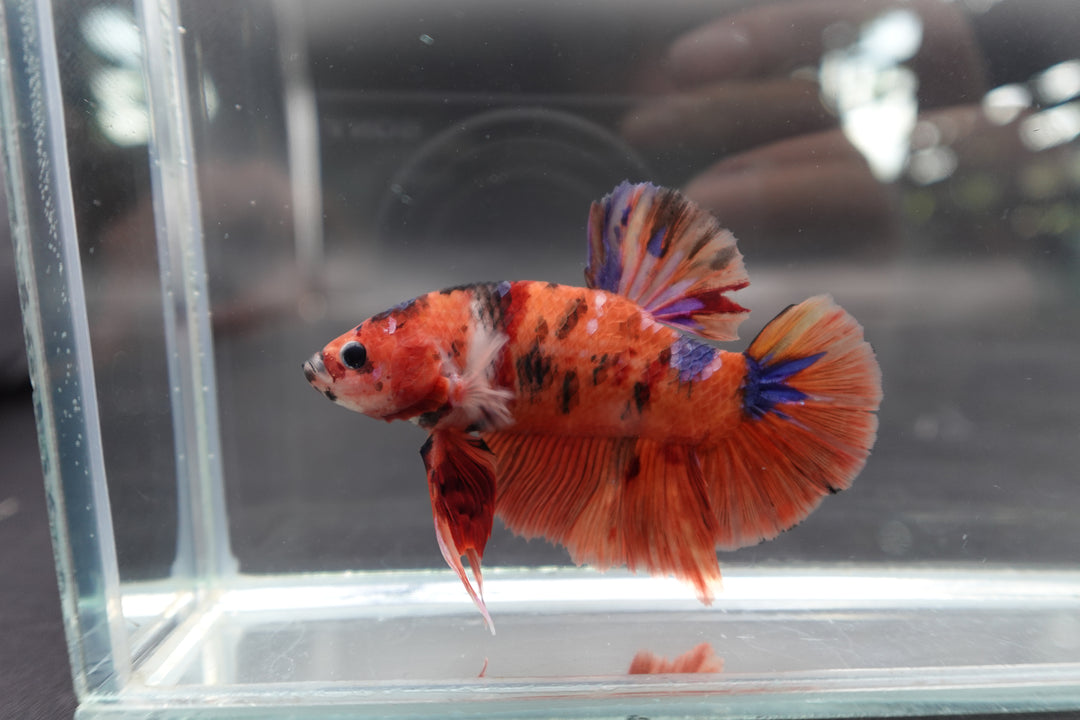 Rare Giant Multicolors Betta Fish