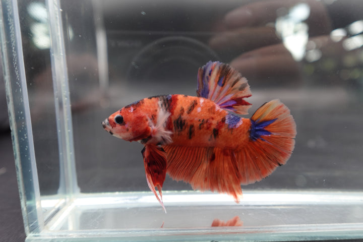 Rare Giant Multicolors Betta Fish