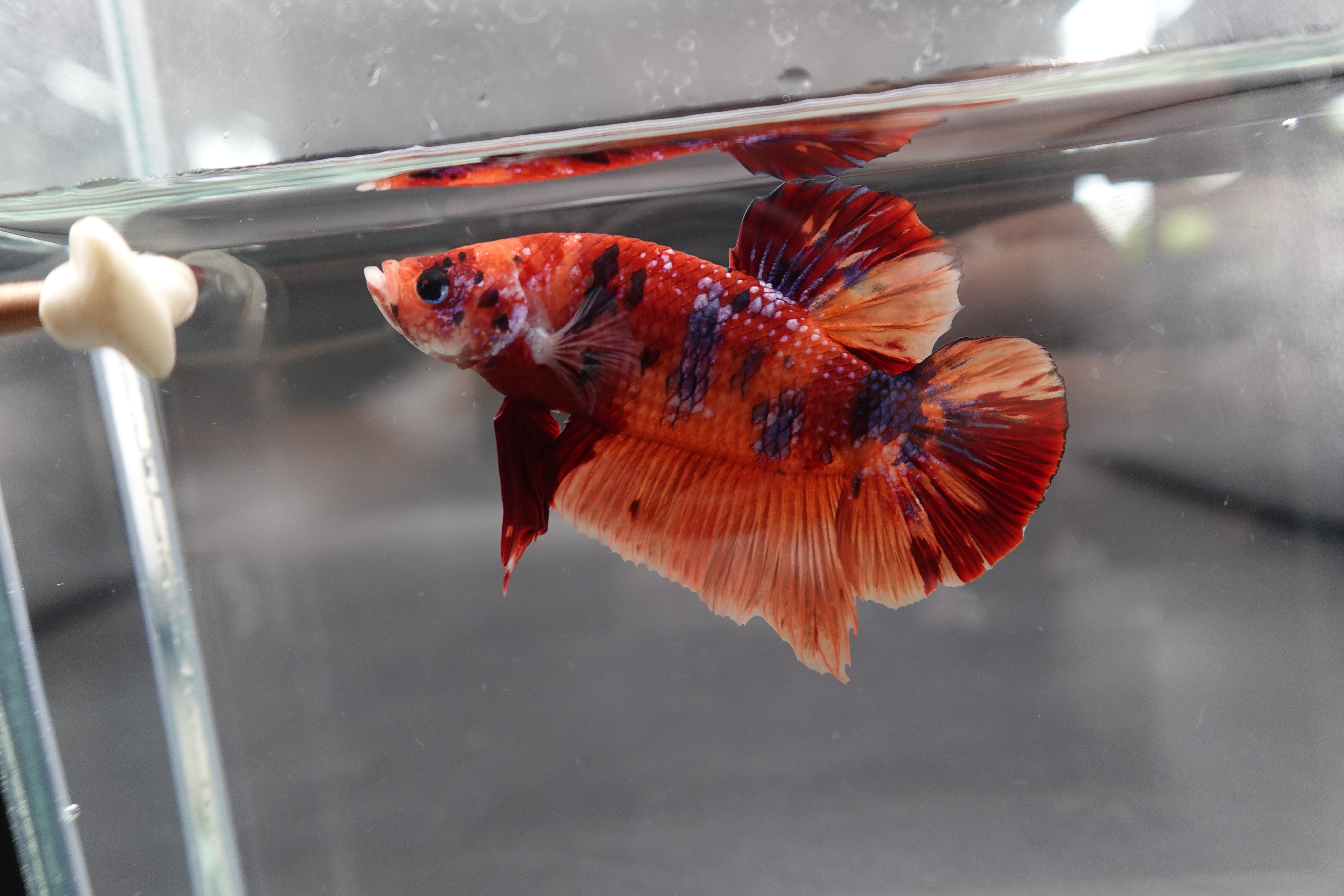 Rare Giant Multicolors Betta Fish