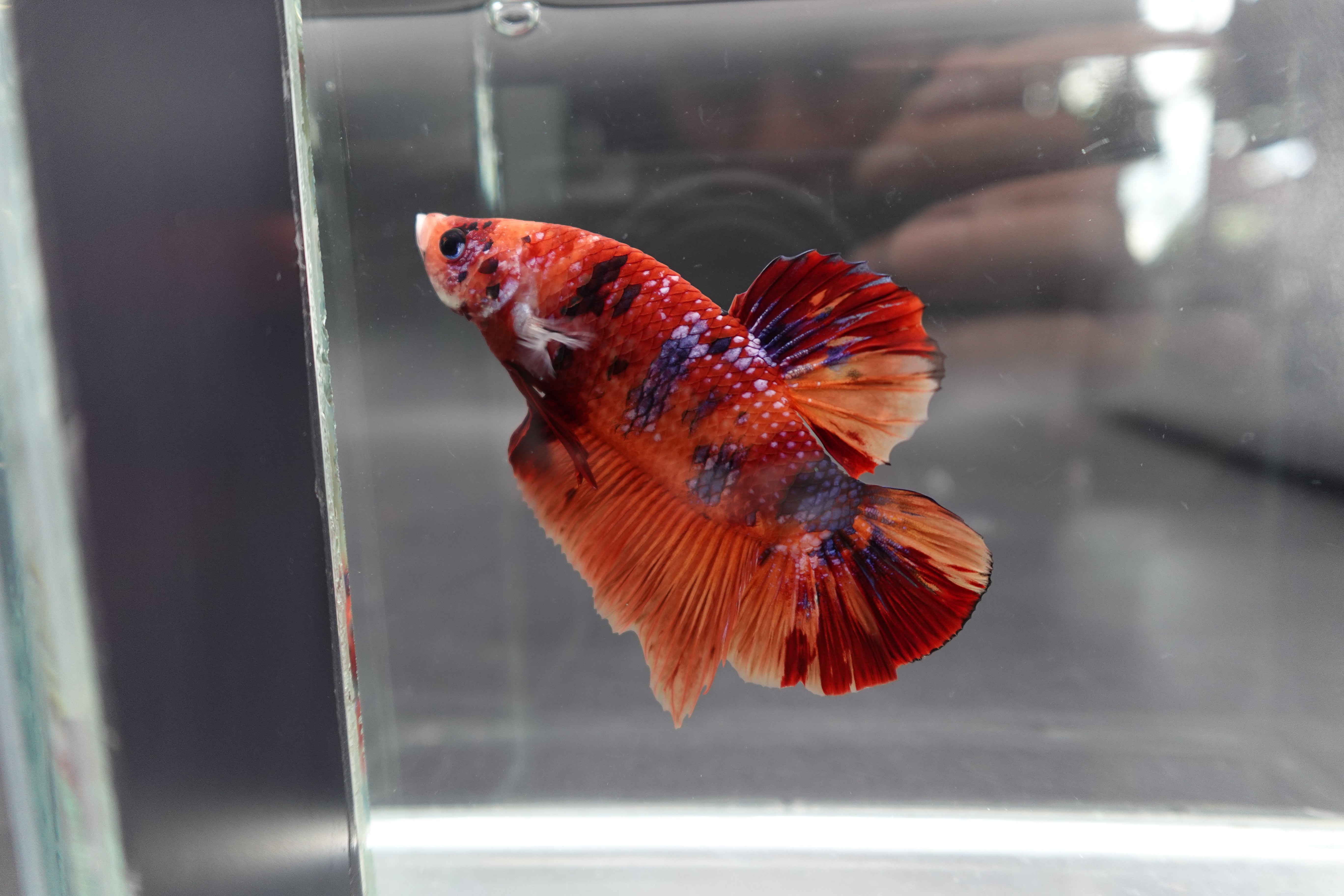 Rare Giant Multicolors Betta Fish