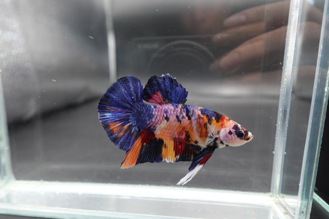 Rare Giant Multicolors Betta Fish