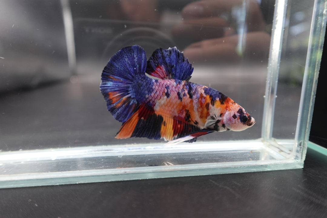 Rare Giant Multicolors Betta Fish