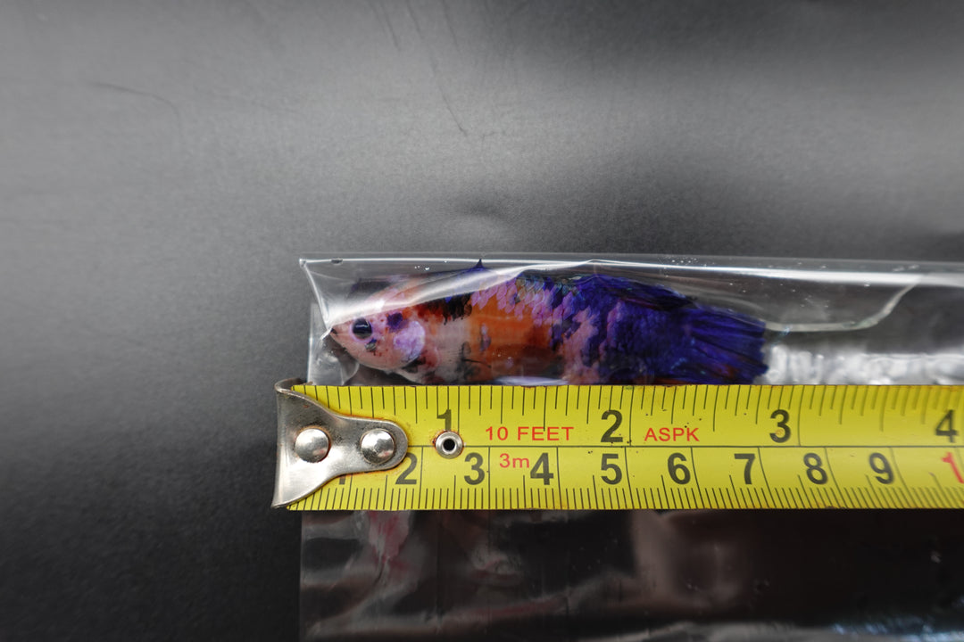 Rare Giant Multicolors Betta Fish