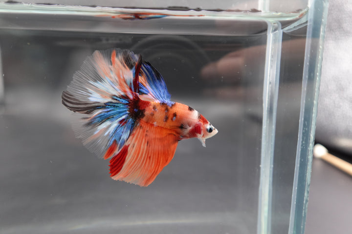 Rare Halfmoon Multicolors Betta Fish