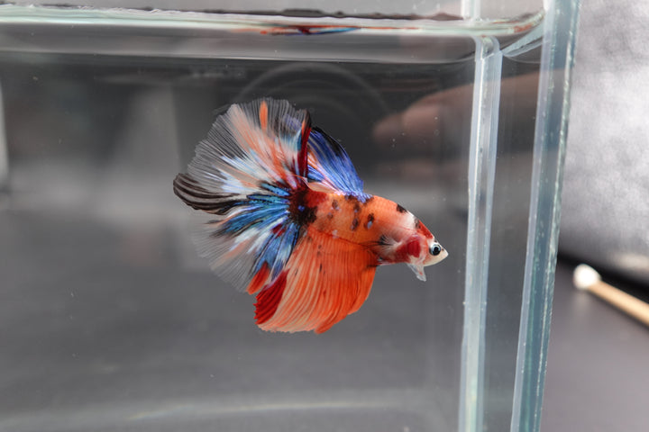 Rare Halfmoon Multicolors Betta Fish