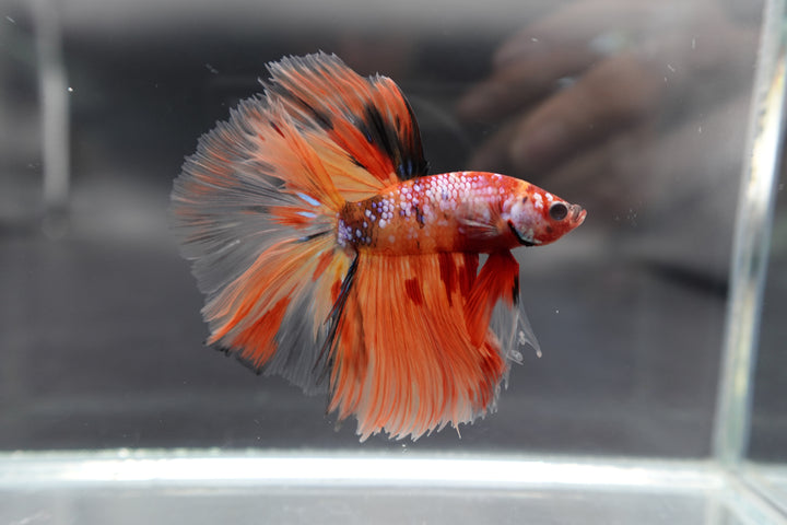 Rare Halfmoon Multicolors Betta Fish