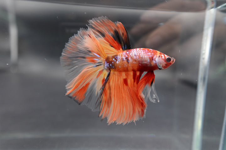 Rare Halfmoon Multicolors Betta Fish