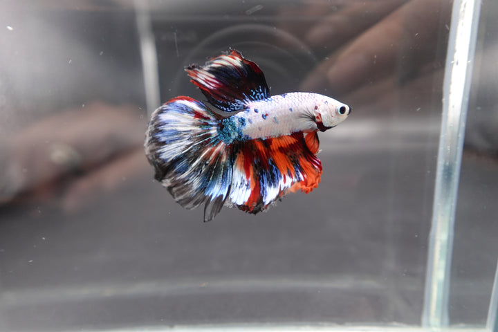 Rare Halfmoon Multicolors Betta Fish