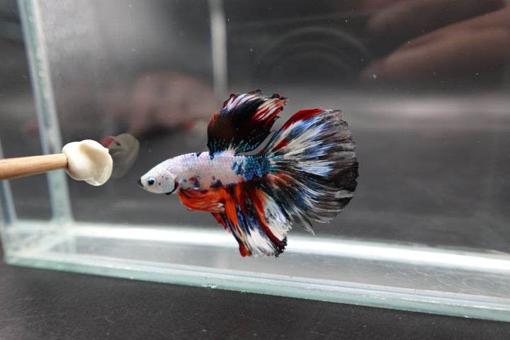 Rare Halfmoon Multicolors Betta Fish