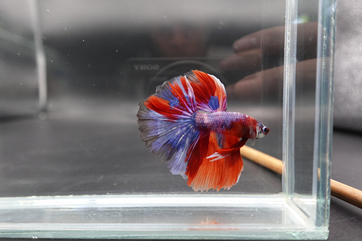 Rare Halfmoon Multicolors Betta Fish