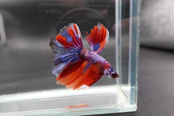 Rare Halfmoon Multicolors Betta Fish