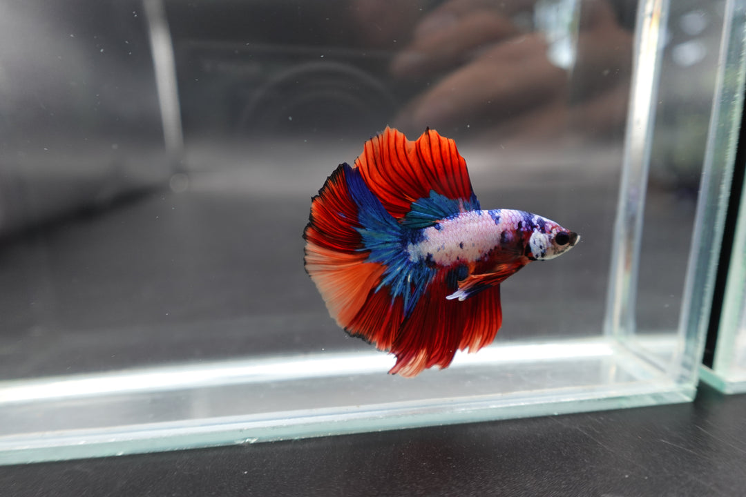 Rare Halfmoon Multicolors Betta Fish