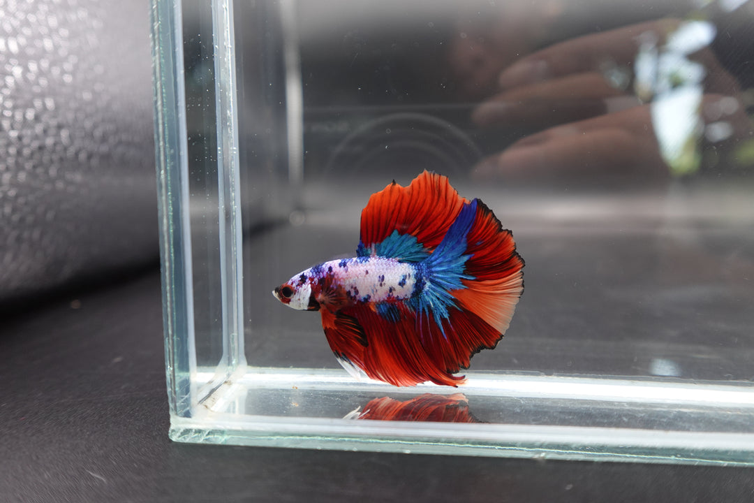 Rare Halfmoon Multicolors Betta Fish