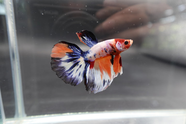 Rare Halfmoon Multicolors Betta Fish