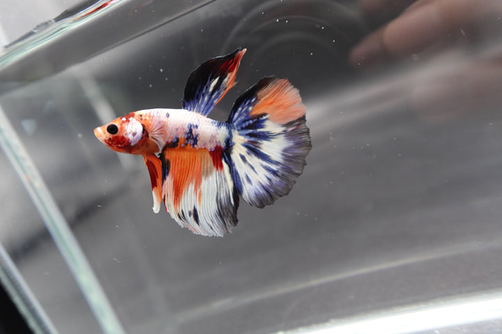 Rare Halfmoon Multicolors Betta Fish