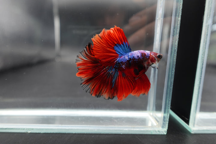 Rare Halfmoon Multicolors Betta Fish