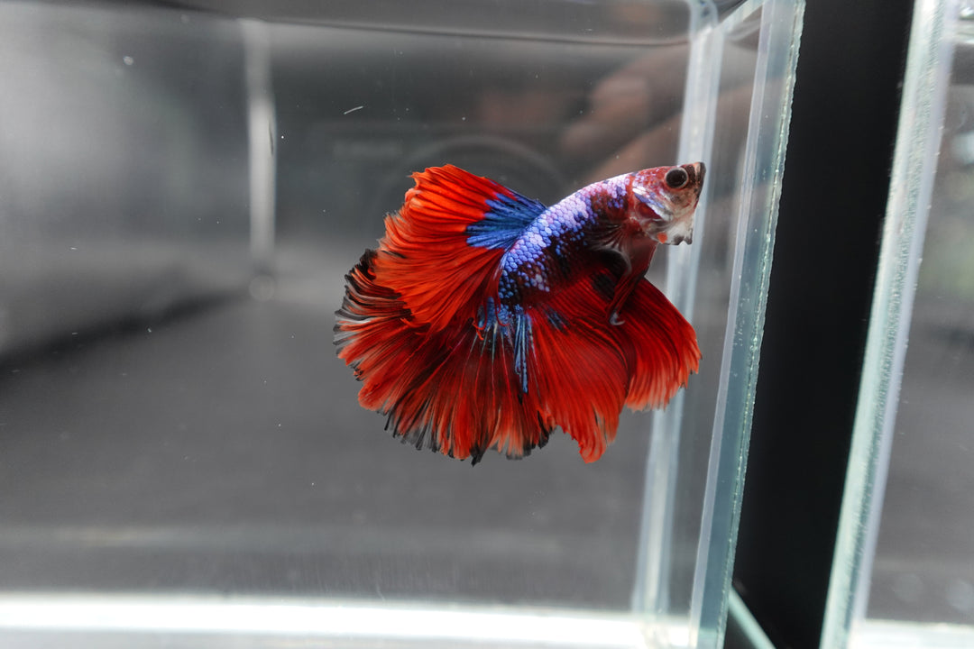 Rare Halfmoon Multicolors Betta Fish