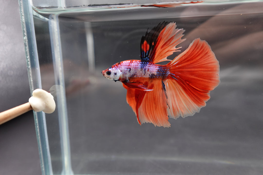 Rare Halfmoon Multicolors Betta Fish