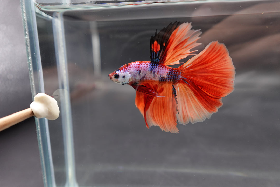 Rare Halfmoon Multicolors Betta Fish