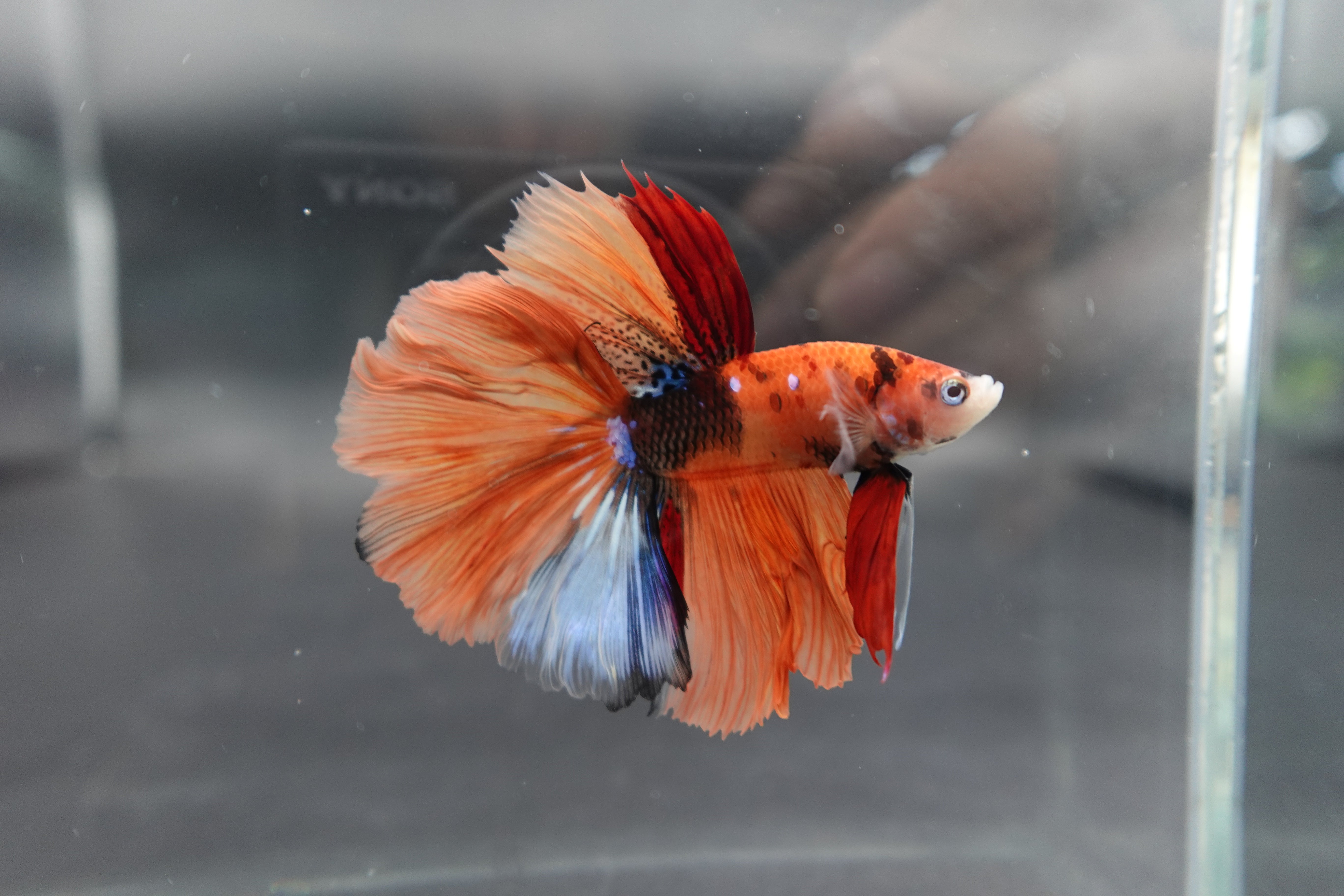 Rare Halfmoon Multicolors Betta Fish