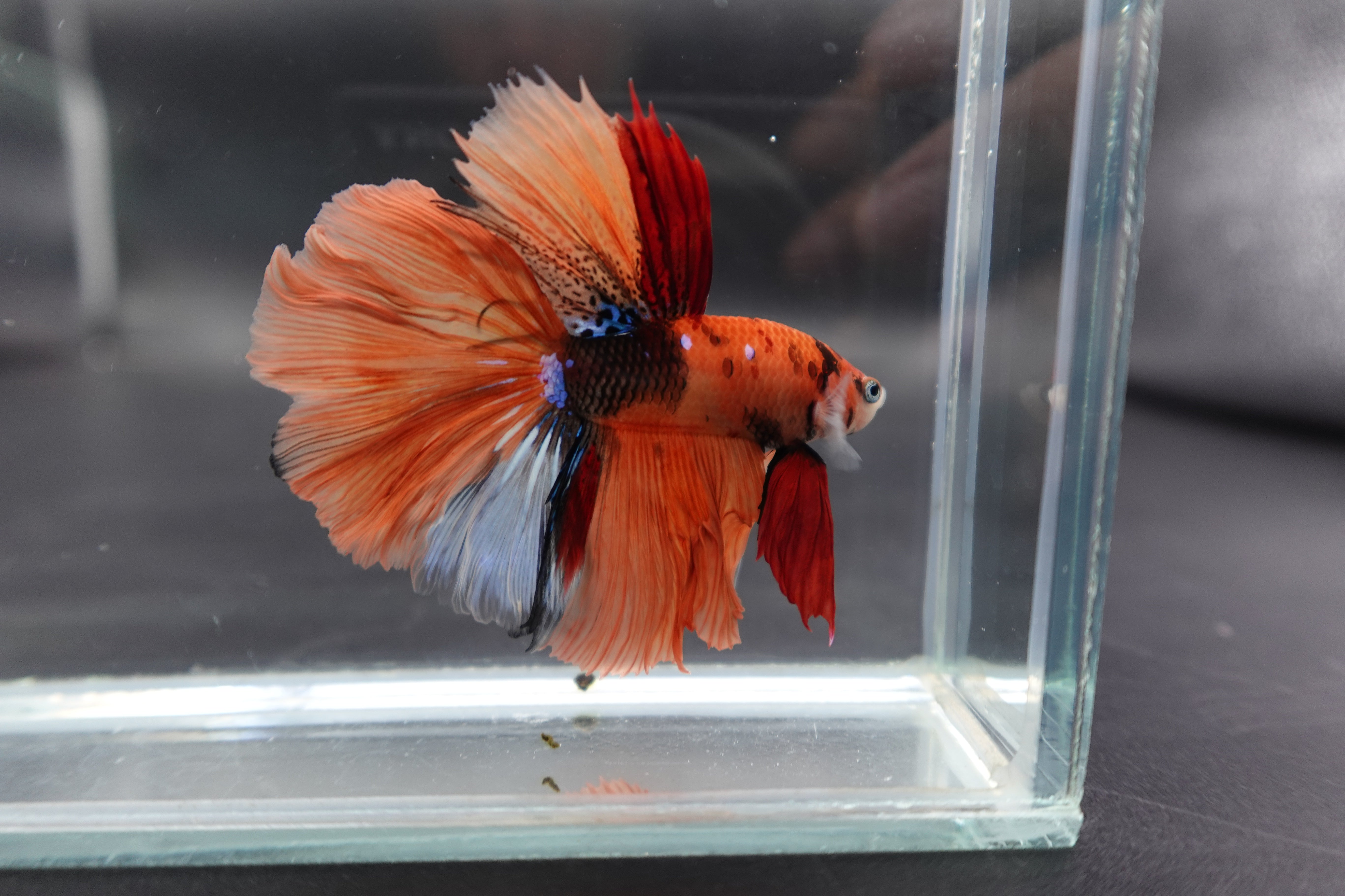 Rare Halfmoon Multicolors Betta Fish