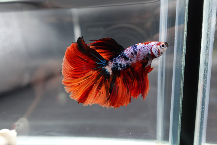 Rare Halfmoon Multicolors Betta Fish