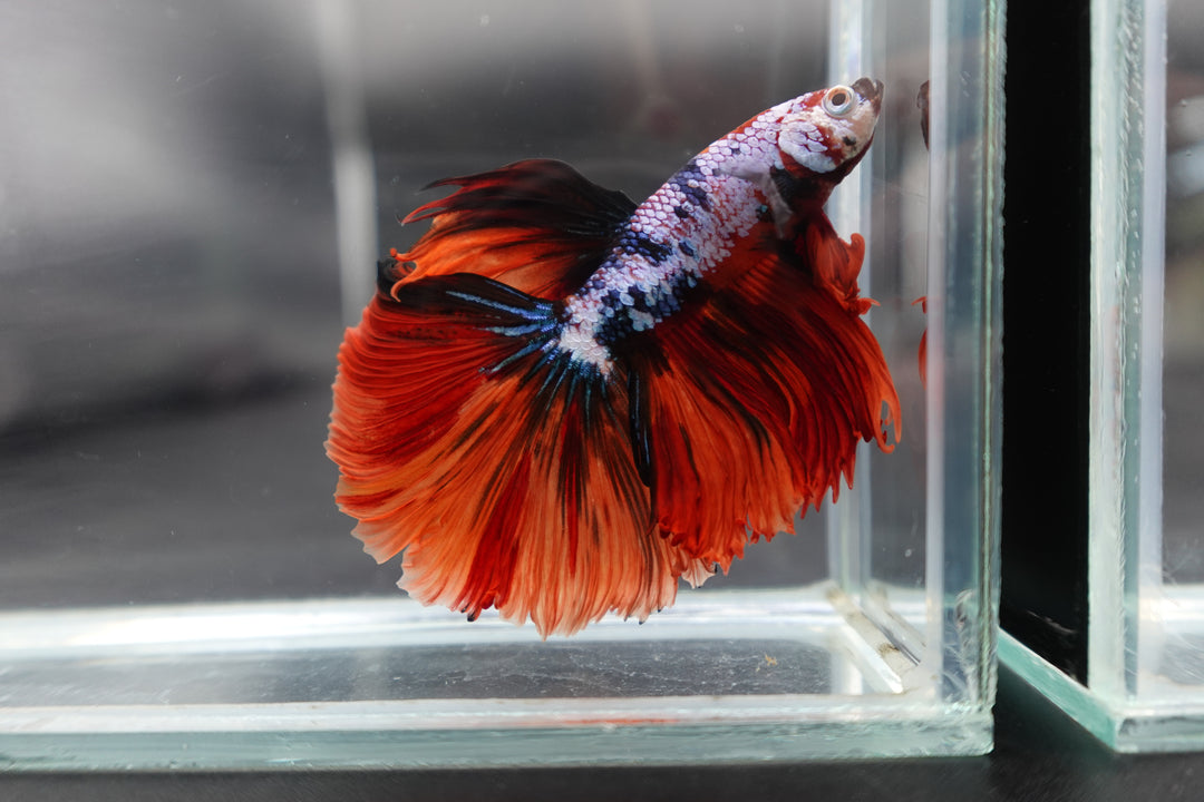 Rare Halfmoon Multicolors Betta Fish