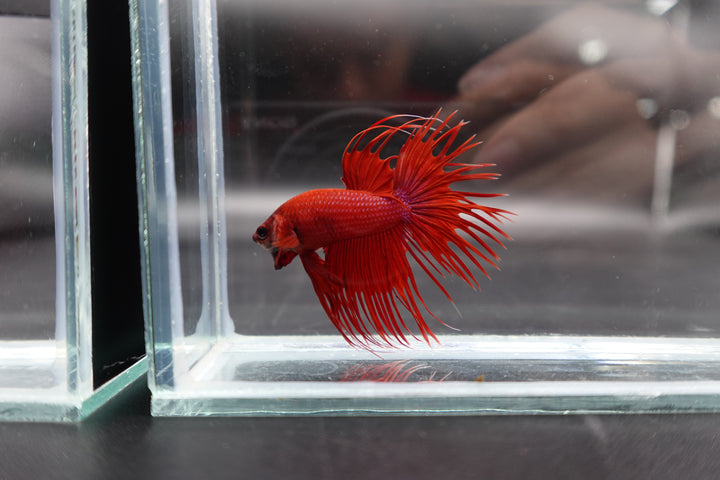 Crowntail Red Betta Fish