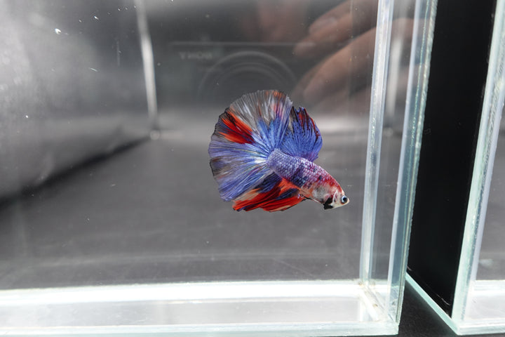 Rare Halfmoon Multicolors Betta Fish