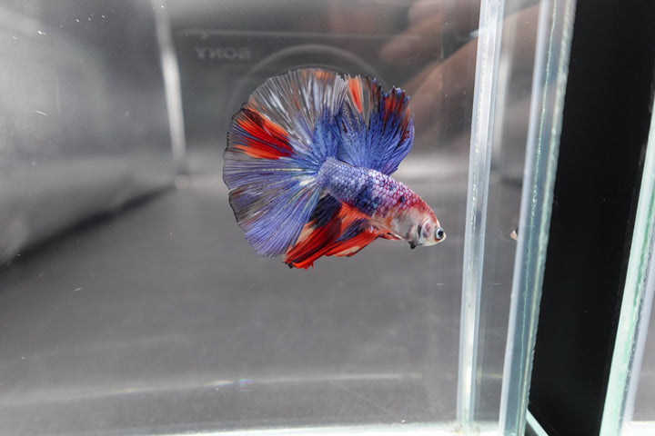 Rare Halfmoon Multicolors Betta Fish