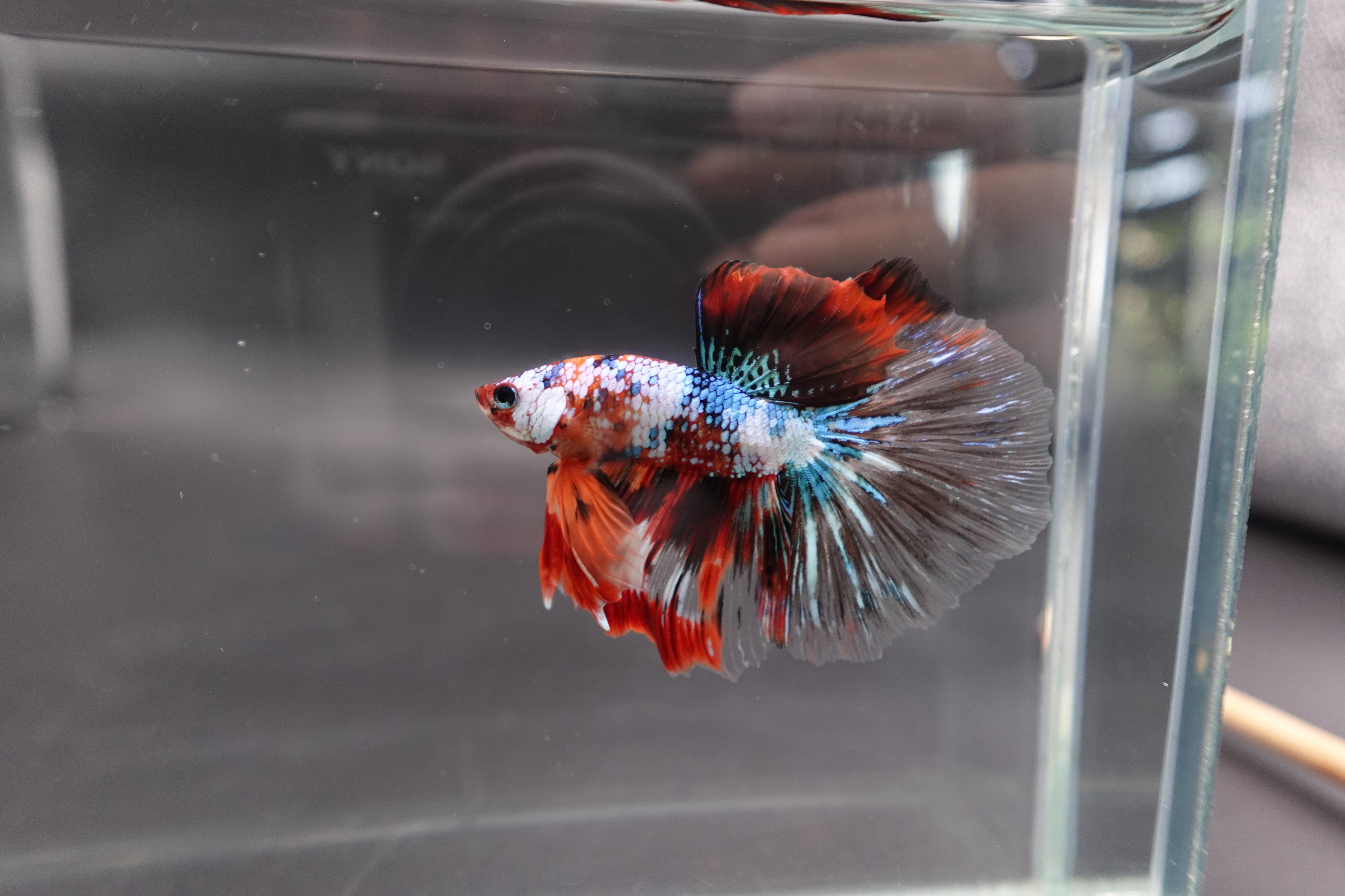 Rare Halfmoon Multicolors Betta Fish