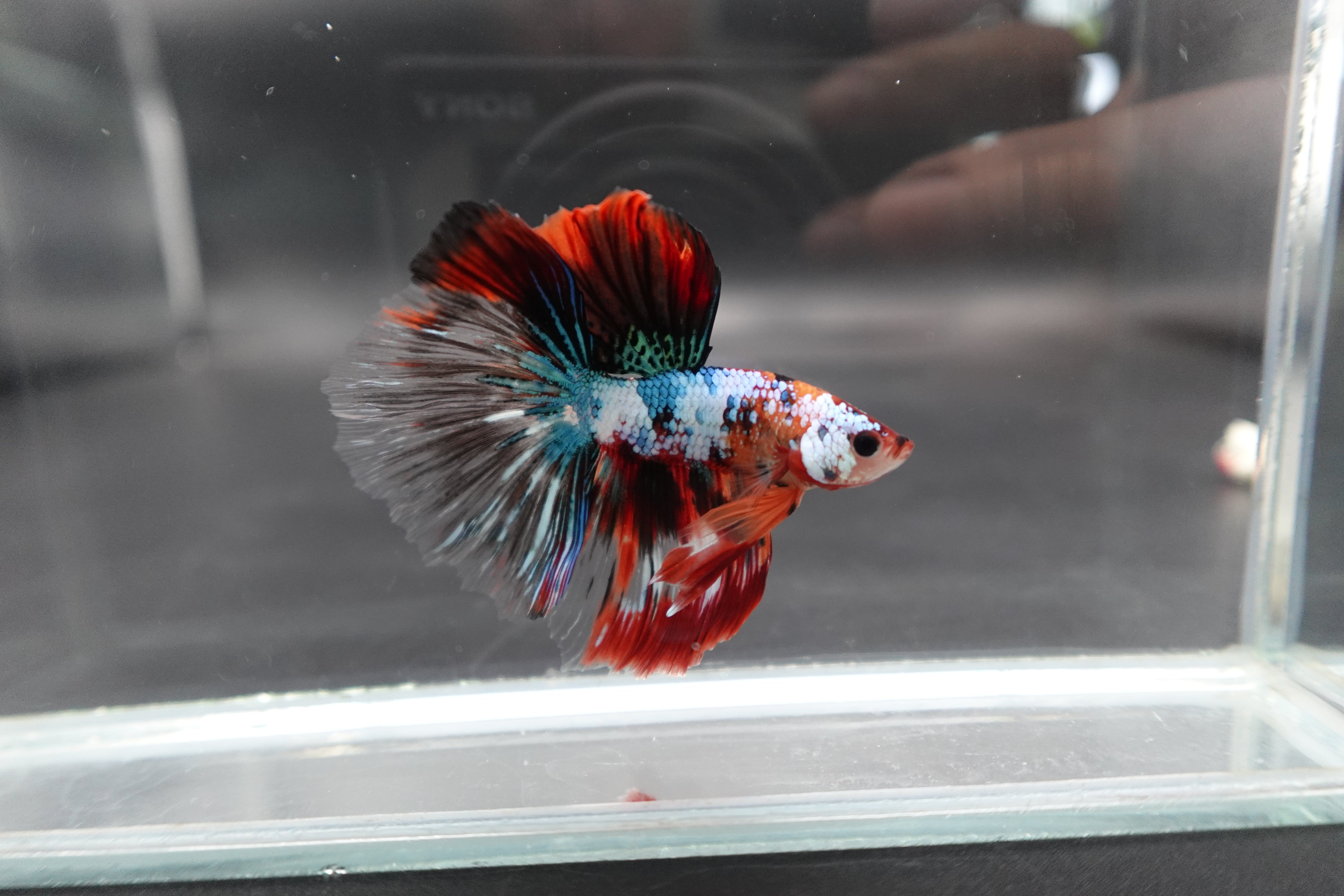 Rare Halfmoon Multicolors Betta Fish