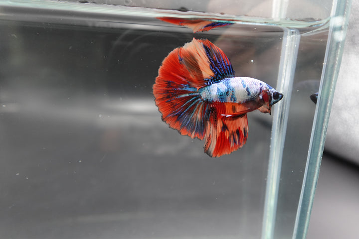 Rare Halfmoon Multicolors Betta Fish