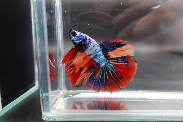 Rare Halfmoon Multicolors Betta Fish