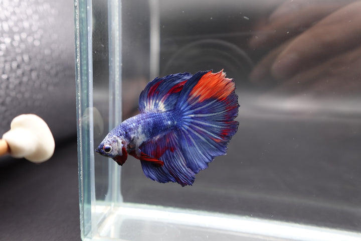 Rare Halfmoon Blue Devil Betta Fish