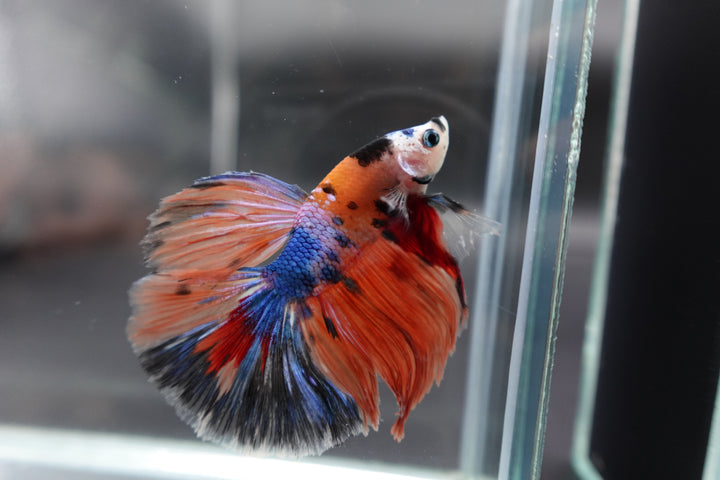 Rare Halfmoon Multicolors Betta Fish