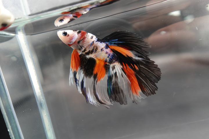 Rare Halfmoon Koi Multicolors Betta Fish