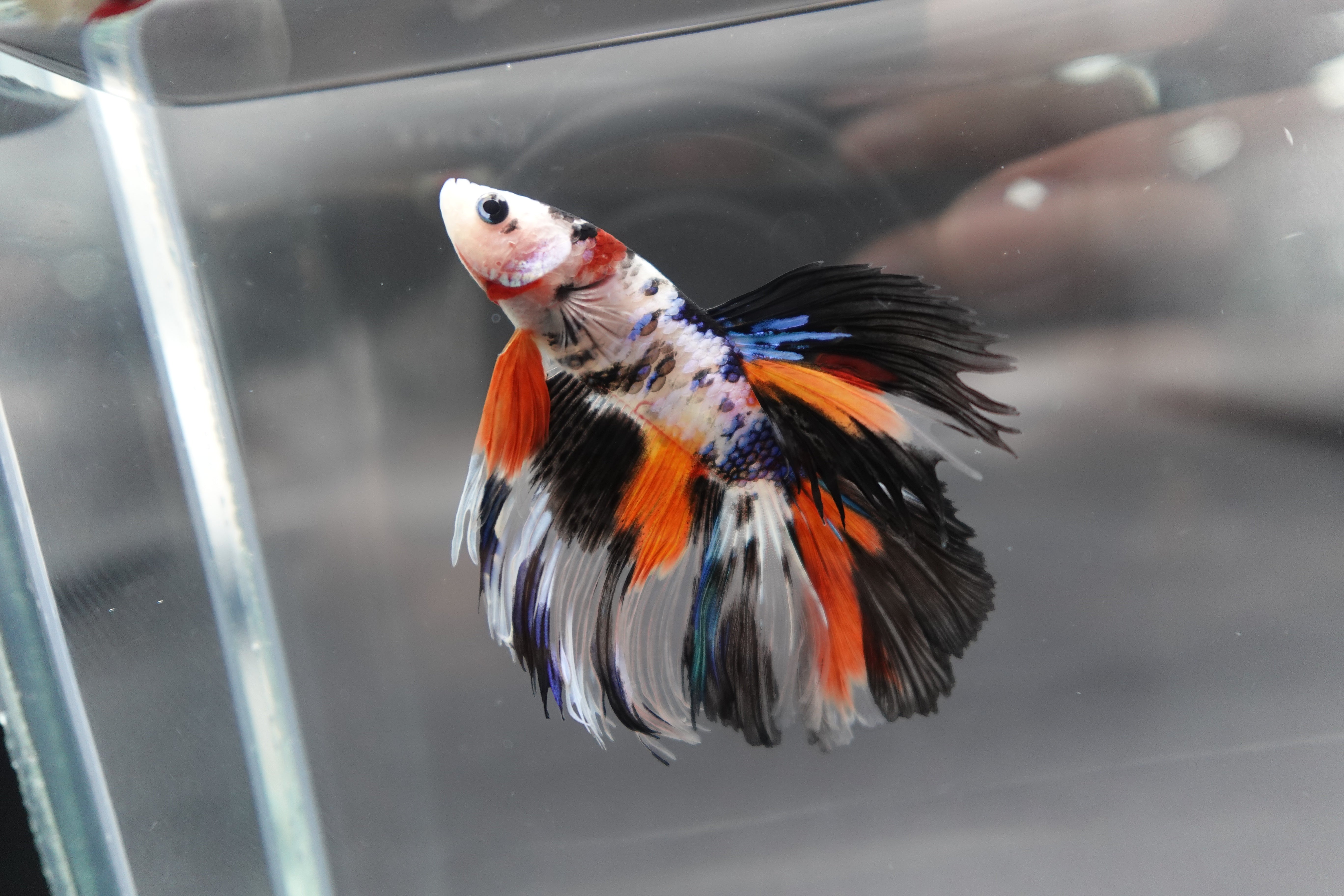 Rare Halfmoon Koi Multicolors Betta Fish