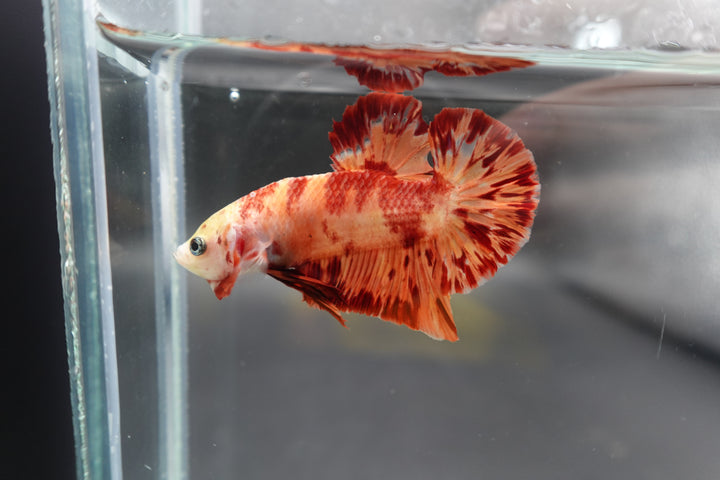 Rare Koi Multicolors Betta Fish